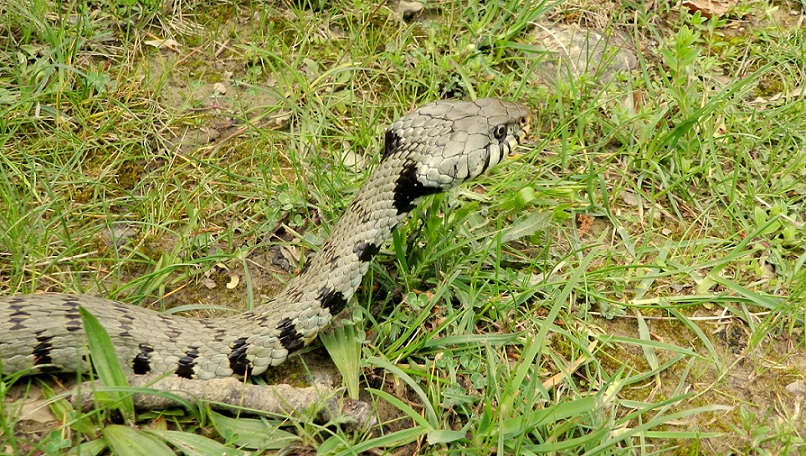 Salamandrine Molisane